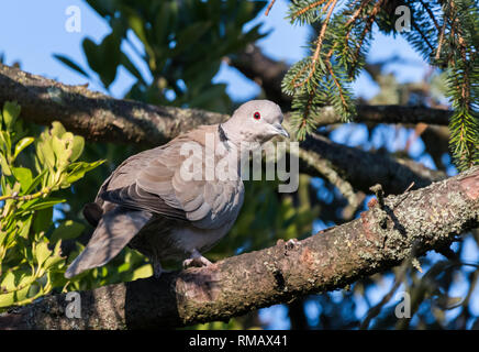 Adult Eurasian Collared Dove (Streptopelia decaocto) perched in a tree in Winter in West Sussex, England, UK. Stock Photo