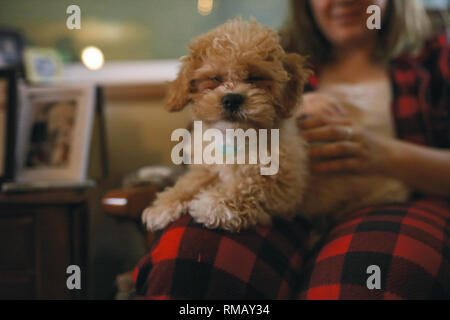 A Small White Dog With Curly Hair Is Very Curious Stock Photo