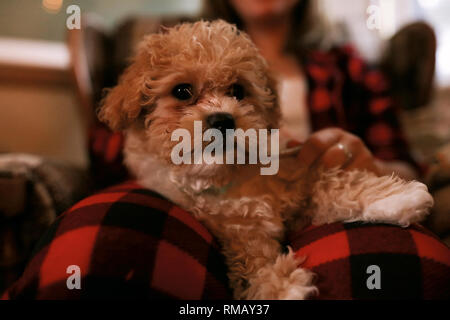 Sweet Red Curly Doggy Lying On His Owner S Legs Be Tired After He