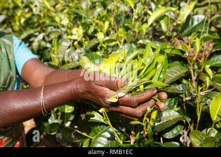 Hands of a woman tea picker picking tea on the plantation in the Sri Lanka Central Highlands. Harvesting, agricultural, local business concept. Stock Photo