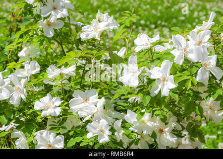 flowering bush of a rose blooming in white flowers. buds of roses were  blossoming on a bush in a garden Stock Photo