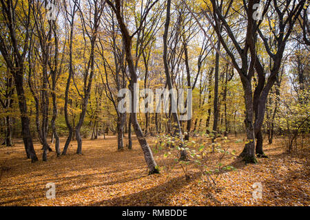 A forest level view of the Hoia Baciu (haunted forest) just outside of Cluj-Napoca, Transylvania, Romania. Autum leaf coverage Stock Photo