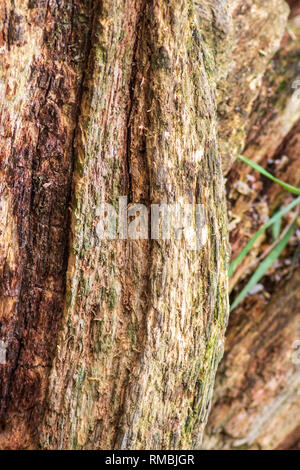 Rotting tree background and texture close-up Stock Photo