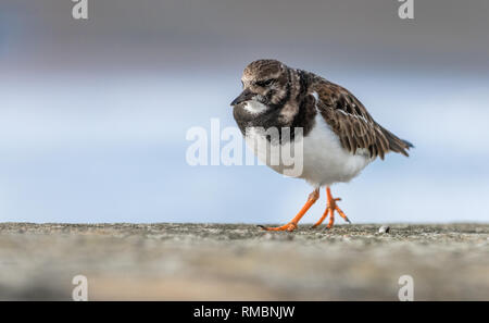 Little Ringed Plover walking along a stone wall. Stock Photo