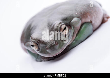 A big, fat Australian Tree Frog, sitting on the ground. Isolated against a pure white background. Focus on the eyes. Room for copy Stock Photo