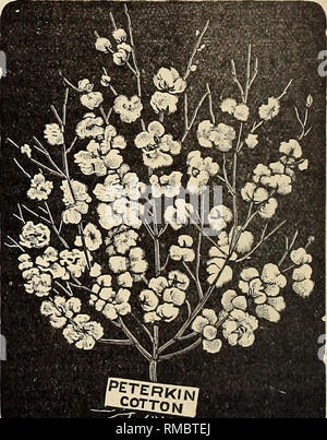. Annual illustrated seed catalogue. PETERKIN IMPROVED COTTON WE recommend the Peterkin Cotton as one that will not disappoint the grower. It is a vigorous grower, a good producer, withstands dry weather better than the common seed. Prolific, Open Growing or Branching, Excellent Staple, large bolls, small seed and yields full 40 per cent, of net lint cotton. We have sold great quantities of the Seed, and, taking the country at large, from North Carolina to Texas, it has given more general satisfaction than any Improved Cotton ever It has continuously sustained GERMAN MILLET. put upon the marke