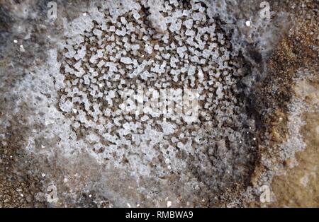 Natural Background of Halite Salt Crystals Forming from Evaporation in a Small Rockpool on the Shore. Fife, Scotland, UK. Stock Photo