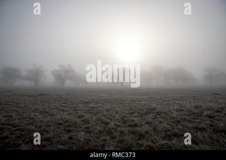 Frost and fog in Windsor Great Park, Berkshire. Stock Photo