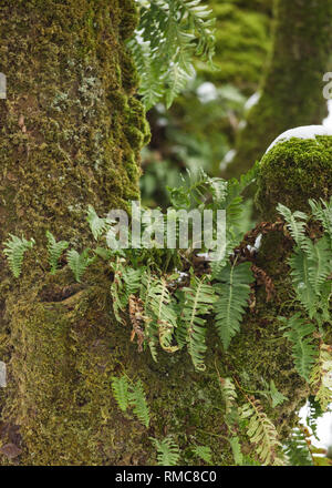 Moss and ferns on tree in snow, Derbyshire UK Stock Photo