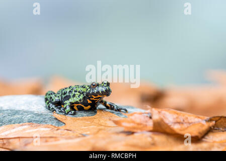 A Fire Bellied Toad (Bombina Orientalis) sitting on a small stone, with orange leaves all around him Stock Photo