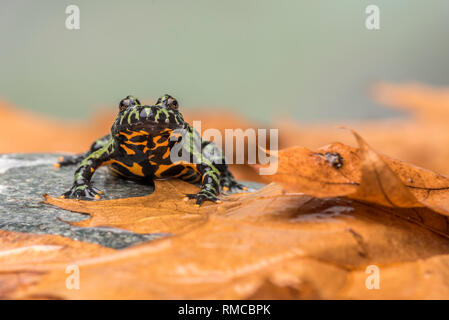 A Fire Bellied Toad (Bombina Orientalis) sitting on a small stone, with orange leaves all around him Stock Photo