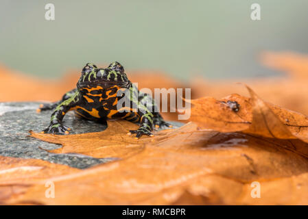 A Fire Bellied Toad (Bombina Orientalis) sitting on a small stone, with orange leaves all around him Stock Photo