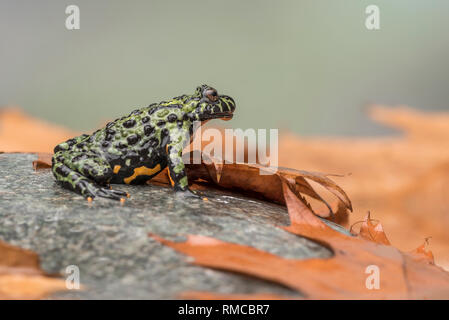 A Fire Bellied Toad (Bombina Orientalis) sitting on a small stone, with orange leaves all around him Stock Photo