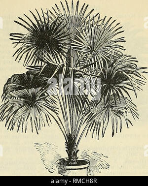 Cabbage palm trees, also known as sabal palms, the state tree of ...