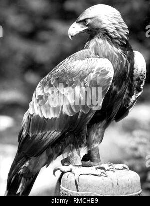 Eagle with film experience: Only about 20 pair of eagles live in the European Alps. The golden eagle is the archetype of the bird of prey. Since time immemorial, it serves as a field and coat of arms symbol and as a symbol of earthly power. In the Adlerwarte Berlebeck (district Detmold) live three golden eagles. One of them is 'Ali' (photo), who has a lot of film experience: He participated in the films 'Hell Hounds of Alaska' and 'Hubertus Castle'. Stock Photo