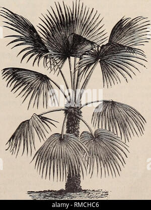 . Annual illustrated and descriptive catalogue of new, rare and beautiful plants. Tropical plants Catalogs; Nursery stock Florida Catalogs. ^THRINAX ARGENTEA. States. The fan-shaped leaves are very large, four to five feet long, and about the same in diameter; light green above, hoary glaucous beneath; trunk twenty feet high, ten to twelve inches in diameter. Small plants. 15 cts. each. T. multiflora. Hayti. A rare and beautiful species; leaves fan-shaped, as are all the Thrinax. 81.50 each. T. parviflora. West Indies and South Florida, (Royal Palmetto Palm.) Leaves a rich dark green on both s Stock Photo