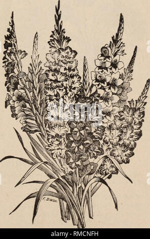 . Annual descriptive catalog of bulbs and other flowering roots, with directions for their culture and management. Trees Seeds Catalogs; Flowers Seeds Catalogs; Bulbs (Plants) Catalogs; Commercial catalogs New York (State) New York. CYCLAMEN PERSICUM. CYCLAMENS. Are among the most desirable Bulbs for Winter- house blooming: of very neat, compact habit, rich variegated foliage and unique flowers, continuing to bloom for nearly three months. They are easily cultivated in pots, and should be planted by Sep- tember, and allowed to dry away in May, keeping the Bulbs in sand through the Summer. each Stock Photo