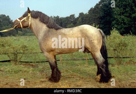 Like all coldbloods, the Rhenish German coldblood is a strong, sturdily-built pack- and workhorse. Stock Photo