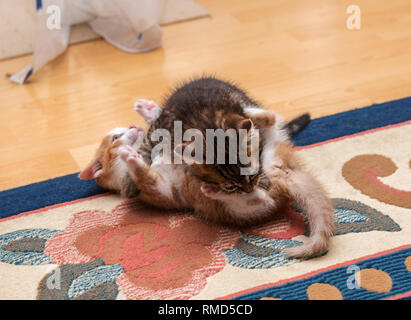 Two cute shorthair kittens playing and fighting on the carpet Stock Photo
