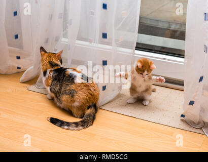 Cute little ginger-white kitten in the house sitting on the floor with paws up and tricolor cat is turned away. Cats are playing Stock Photo