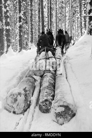 In the Werdenfelser Land horses pull harvested trunks into the valley in the summer. Stock Photo