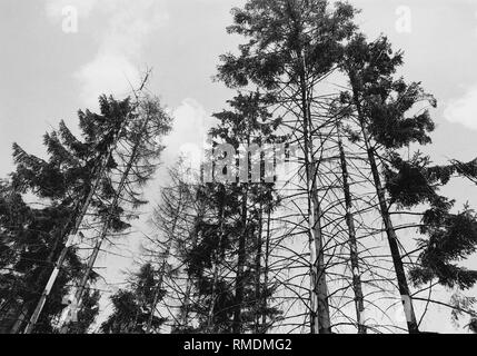 Forest dieback in Germany. Stock Photo