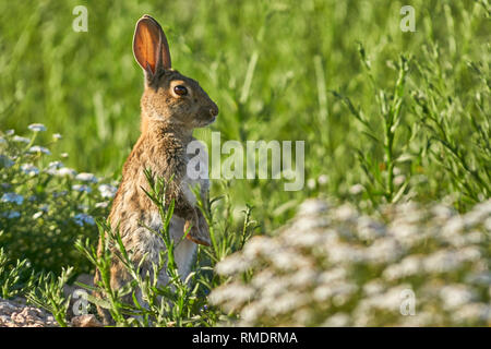 Common or European rabbit (Oryctolagus cuniculus), Andalusia. Spain Stock Photo