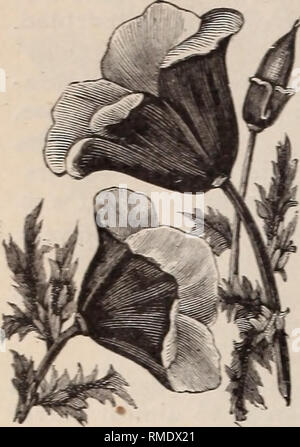 . Annual catalogue of seeds and bulbs. Vegetables Seeds Catalogs; Flowers Seeds Catalogs; Fruit Catalogs; Gardening Equipment and supplies Catalogs; Commercial catalogs New York (State) Buffalo; Vegetables; Flowers; Fruit; Gardening; Commercial catalogs. 36 O W. CLARK &amp; SON, BUFFALO, NEW YORK. ERYSIMUM. Showy, free-flowering, handsome, hardy annuals, very effective in beds or mixed borders. Arkansanum. (Western Wallflower.) Sulphur- yellow. iy2 feet. Pkt. 5 cts. Peroffskianum. Beautiful shade of orange. Pkt. 5 cts. ESCHSCH0LT2IA. California Poppy.) A showy, profuse-flower- ing plant, with  Stock Photo
