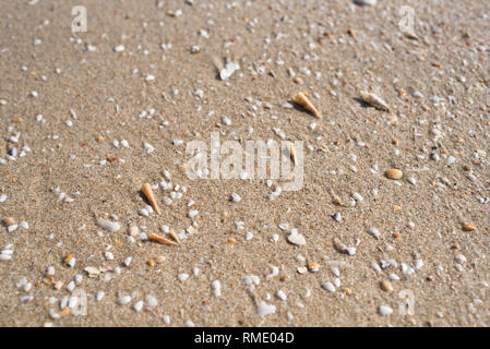 broken shells on a beach sand in bright daylight. concept of holiday and travel Stock Photo