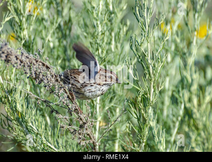 A Song Sparrow (Melospiza melodia) flaps its wings as it perches in a shrub, Goleta, CA. Stock Photo