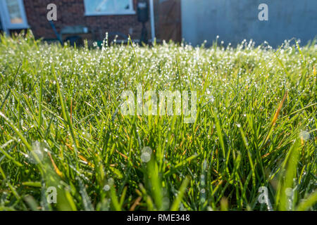 Dew drops on grass glisten in the sun. Stock Photo