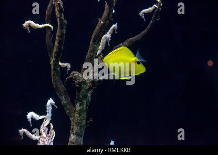 Yellow longnose butterflyfish or forceps butterflyfish. Forcipiger flavissimus fish and seahorse swimming in dark deep sea Stock Photo