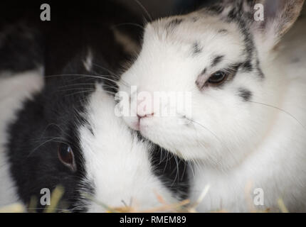 Cuddling rabbits Stock Photo