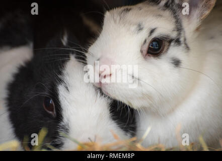 Cuddling rabbits Stock Photo