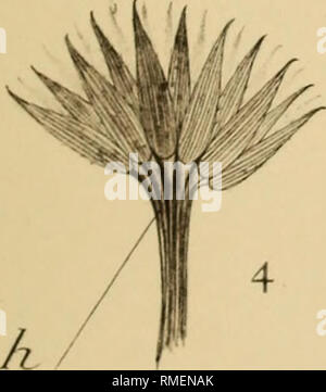 . Annuaire du Conservatoire et du jardin botaniques de Genève. Botany. . Please note that these images are extracted from scanned page images that may have been digitally enhanced for readability - coloration and appearance of these illustrations may not perfectly resemble the original work.. Conservatoire et jardin botaniques de la ville de Genève. Genève, Conservatoire botanique Stock Photo