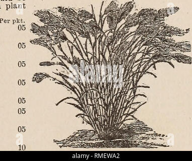 . Annual catalogue for 1881 containing a list of garden, field and flower seeds, together with prices and cultural directions. Seeds Catalogs; Seed industry and trade New York (State) Albany. SYNERIUM ARGENTEUM, PAMPAS GRASS. Many varieties of the Ornamental Grasses are curious and beautiful: when dried and tastelully arranged with everlastine: flowers, they make very attractive winter bouquets; for this purpose they should be cut while fresh and green (before turning yellow), tied in small bunches and hung up in the shade. Thev are mostlv annuals, and those which are not, with the exception o Stock Photo