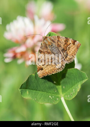 Burnet companion moth Stock Photo