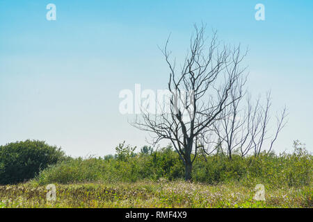 A lonely Dry tree on a green meadow Stock Photo