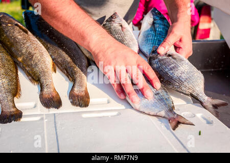 Seller's hand until is arranging fish on stand for sale at flea outdoor market, seafood on ice. Stock Photo