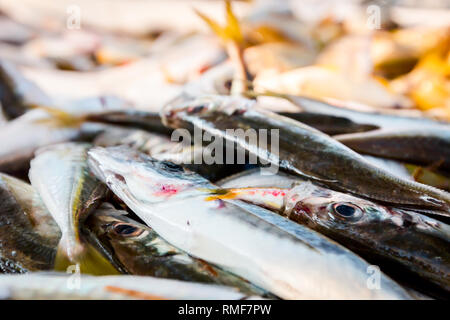 Pile of different fresh fish for sale on the fishmonger, outdoor seafood market. Stock Photo