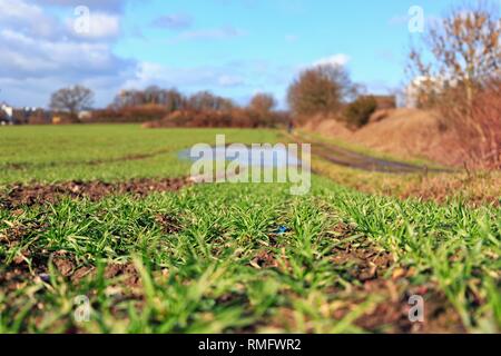 Plastic pollution on an acre with wheat crops Stock Photo