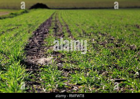 Plastic pollution on an acre with wheat crops Stock Photo