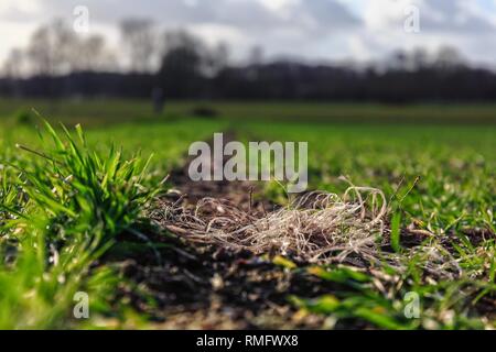 Plastic pollution on an acre with wheat crops Stock Photo