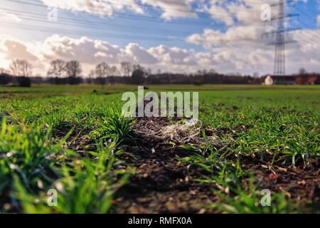 Plastic pollution on an acre with wheat crops Stock Photo