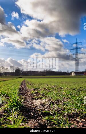 Plastic pollution on an acre with wheat crops Stock Photo
