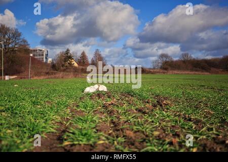 Plastic pollution on an acre with wheat crops Stock Photo