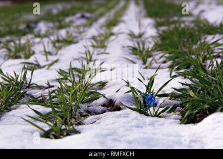 Plastic pollution on an acre with wheat crops Stock Photo