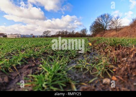 Plastic pollution on an acre with wheat crops Stock Photo
