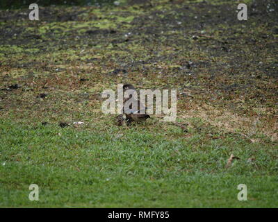 hen and her ducklings Stock Photo