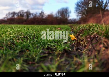 Plastic pollution on an acre with wheat crops Stock Photo